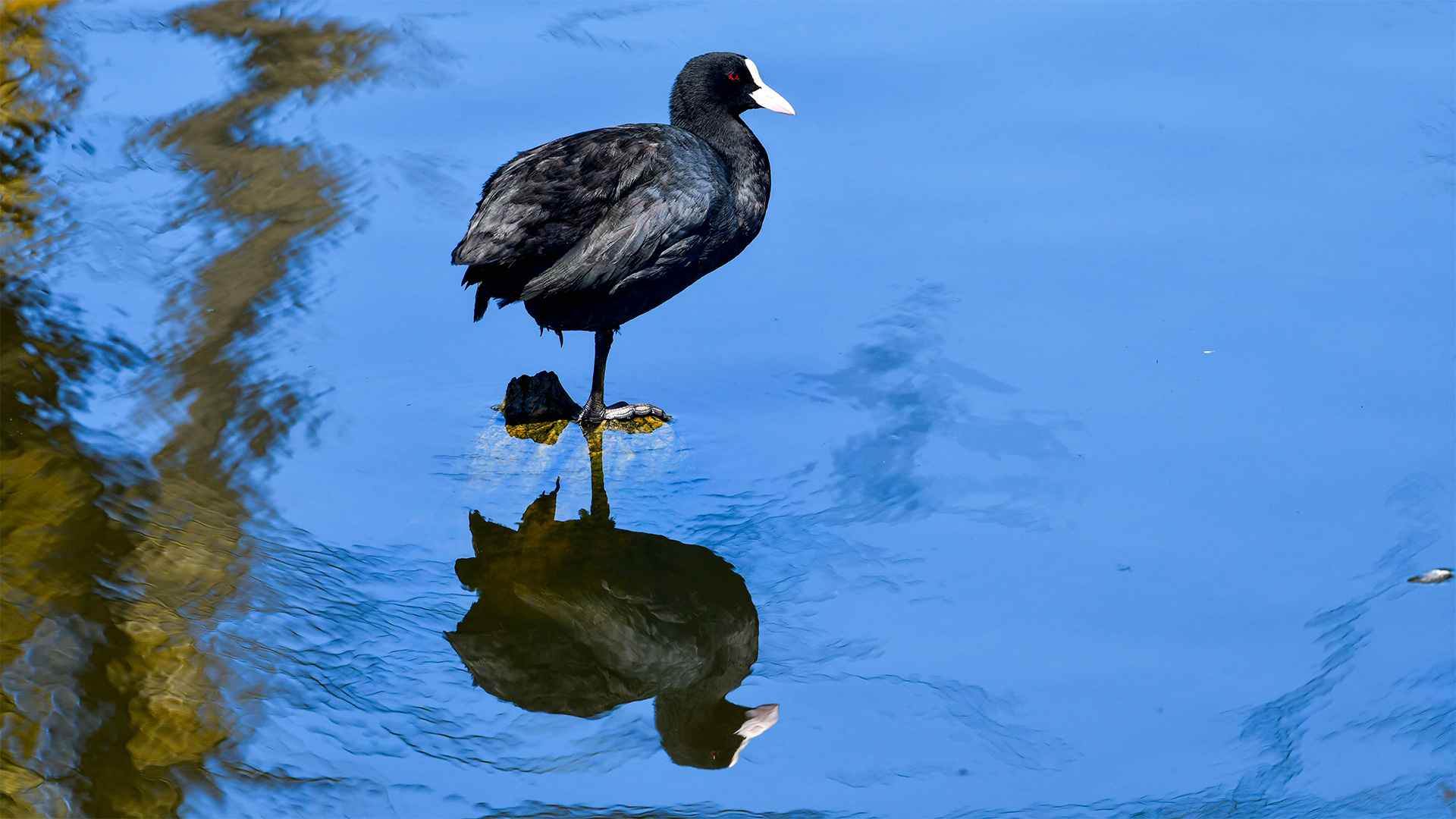 Eurasian Coot